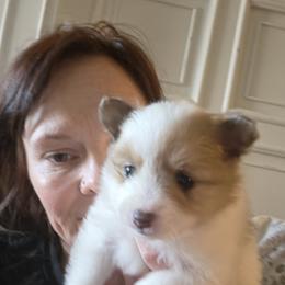 Moo Cow - Tri-colored female Pomeranian puppy in Benbrook, Texas from J & B Pomeranians/Pomsky's L.L.C