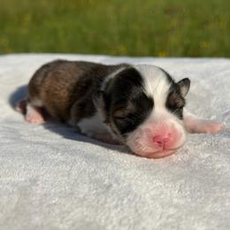 Honeysuckle - Red female Pembroke Welsh Corgi puppy in Fairchild, Wisconsin from Reigning Corgis