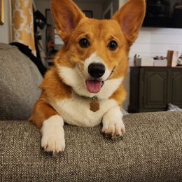 Nova - Pembroke Welsh Corgi