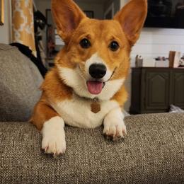 Nova - Pembroke Welsh Corgi