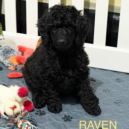 AKC Raven - Yellow - Black female Poodle puppy in Baytown, Texas from Charlotte & Co. Miniature Poodles