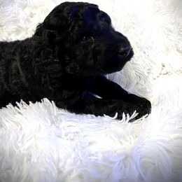 Poodle Puppies from Purple Heart Canines