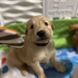 Golden Retriever Puppies from Golden Retrievers of South Carolina