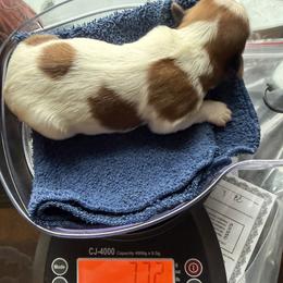 Rayne - Red sable female Havanese puppy in Hudson, New York from Havanese of Claverack and Hudson Valley Labradors