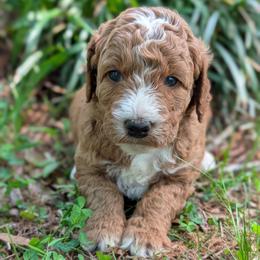 Blue - Red  male Goldendoodle puppy in Midland, North Carolina from Alger Farm, LLC