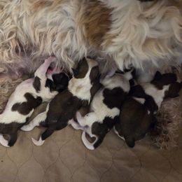 Shadrach - Red and white male Shih Tzu puppy in Riverside, California from Raincross Shih Tzu
