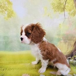 Hermey - Blenheim male Cavalier King Charles Spaniel puppy in Rochelle, Illinois from Lakeview Cavaliers