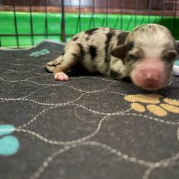 Miley - Blue merle female Miniature Australian Shepherd puppy in Terryville, Connecticut from Spirited Aussies