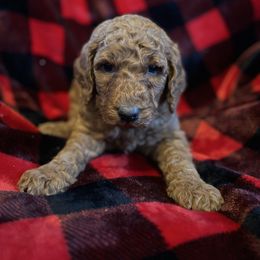 Acorn - Red  female Poodle puppy in St. Johnsbury, Vermont from Poodles of the Northern Woods