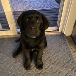 Labrador Retriever Puppies from Aiyer Brothers Labradors