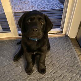 Labrador Retriever Puppies from Aiyer Brothers Labradors
