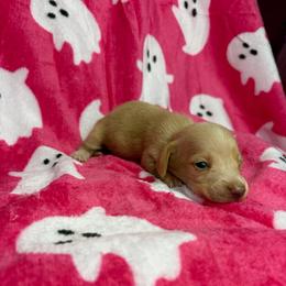 Bentley - Cream male Dachshund puppy in Lake City, Florida from My Ditzy Doxies of Florida