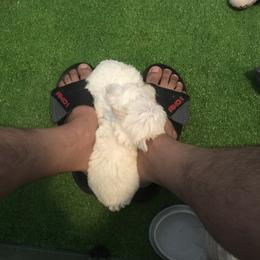 Maltese Puppies from Emotional Amor Support