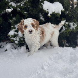 Zelda - Parti female Goldendoodle puppy in Williamson, New York from Lakeside Doodles
