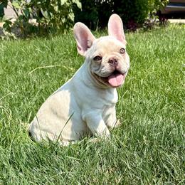Bugs - Cream male French Bulldog puppy in Greeley, Colorado from Mandy Moon French Bulldogs