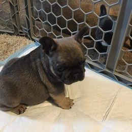 French Bulldog Puppies from 4 Leaf Frenchies