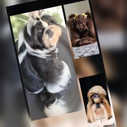Panda - Black and white male Shih Tzu puppy in El Paso, Texas from Paws Of Beauty