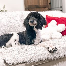Trixie - Poodle