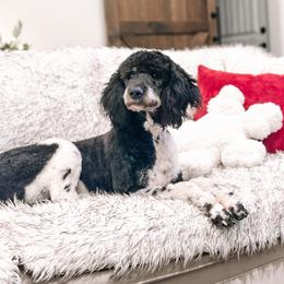 Trixie - Poodle