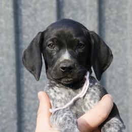 German Shorthaired Pointer and Labrador Retriever Puppies from LL Gun Dogs, LLC