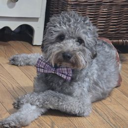 Larry - Goldendoodle