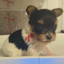 Girl 1 - Parti female Yorkshire Terrier puppy in Indianapolis, Indiana from Tails of Grace
