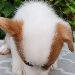 Pembroke Welsh Corgi Puppies from Gingerbread