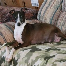Rainbow - Italian Greyhound