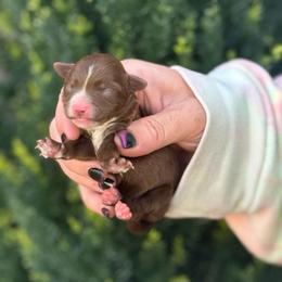 Christmas Angel - Chocolate female Yorkipoo puppy in Oakland, Kentucky from Imperial Dogs