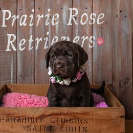 Labrador Retriever Puppies from Prairie Rose Retrievers