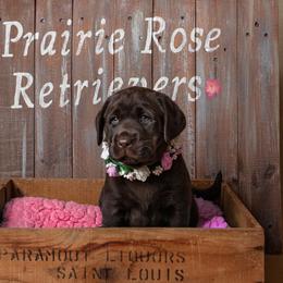 Labrador Retriever Puppies from Prairie Rose Retrievers