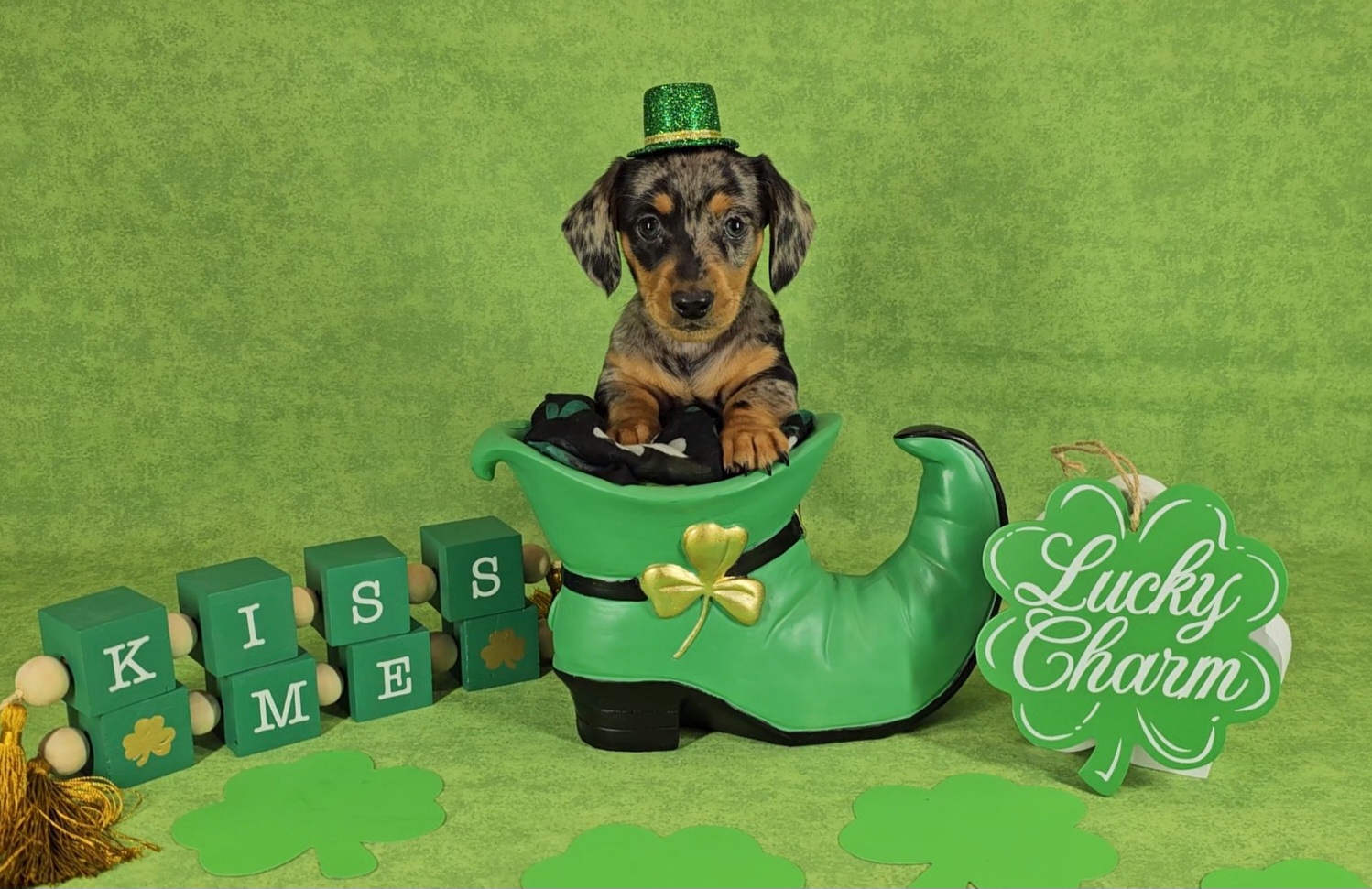 Dachshund Puppies from Newbern's Nuggets