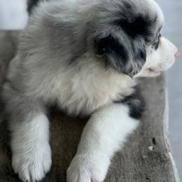 Australian Shepherd Puppies from Wiggle Butt Inn LLC