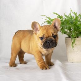 French Bulldog and Pug Puppies from FurEver Canine