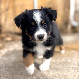 Tucker (AKC and ASDR) - Black tri male Miniature American Shepherd puppy in Stockton, Missouri from Kizmit Farmz