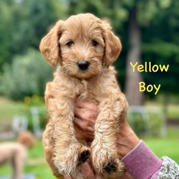 Yellow Boy - Red  male Goldendoodle puppy in Kitsap County, Washington from Amazing Grace Doodles