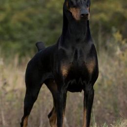 Doberman Pinschers from Foxys Dobermans