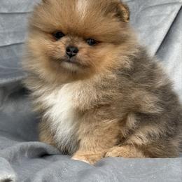 Alvin - Blue merle male Pomeranian puppy in Newport Beach, California from Exotic City Pomeranians and chihuahuas