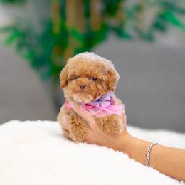 Tinker - Red  female Goldendoodle puppy in Fort Myers, Florida from Corgis & Doodles