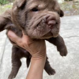 Chinese Shar-Pei Puppies from Amy Mahaffey
