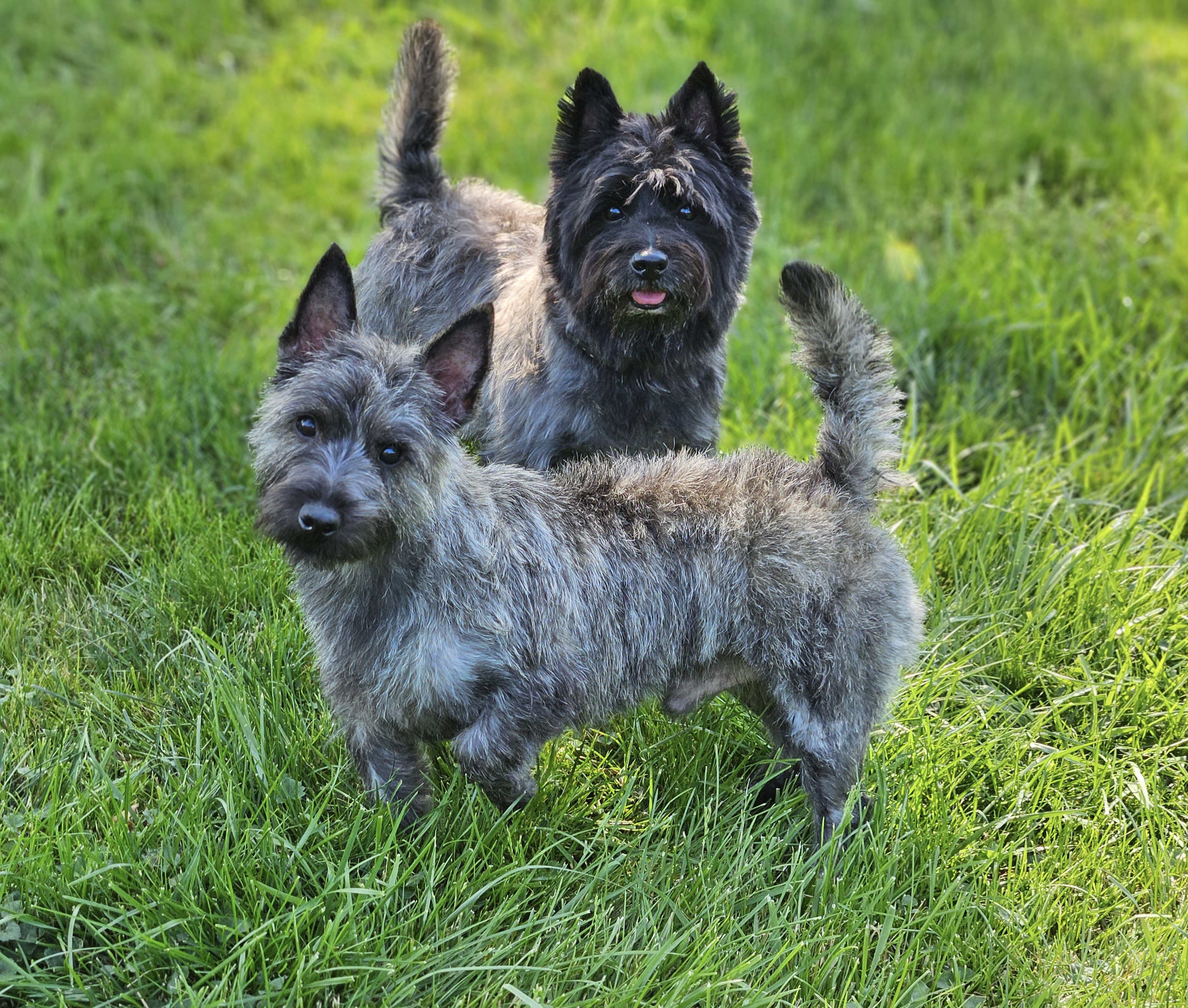 Beagles and Cairn Terriers from Loves Kennel