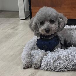 Loui - Poodle