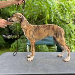 Cu Liath Fun Fun Fun - Red brindle female Whippet puppy in Argyle, New York from Cu Liath Deerhounds & Whippets