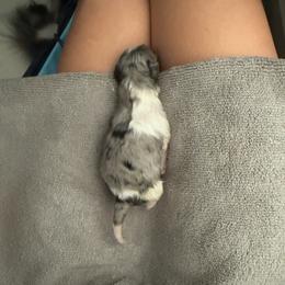 Boy 2 - Blue merle male Pomeranian puppy in New Plymouth, Idaho from Pawdawan Poms