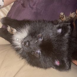 Pomeranian Puppies from Azur Pomeranians