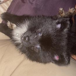 Pomeranian Puppies from Azur Pomeranians