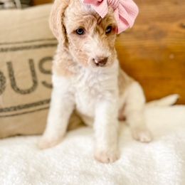 Double Doodle and Labradoodle Puppies from Magnolia & Finn Doodles