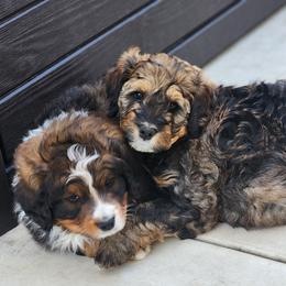 Bernedoodle Puppies from Adorable Dixie Doodles