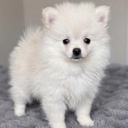 Little dude - White male Pomeranian puppy in Las Vegas, Nevada from Pomeranian Puppies