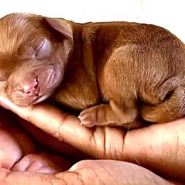 Cavalier King Charles Spaniel Puppies from Ohana Cavalier King Charles Spaniels